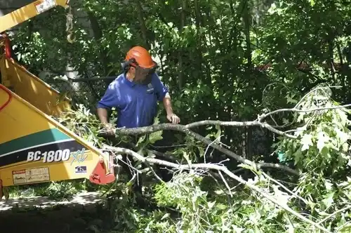 tree services Lake Waukomis